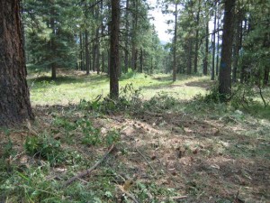 durango-grassy-mtn-Fire Mitigation Services, Fleming Landscaping, Durango, CO